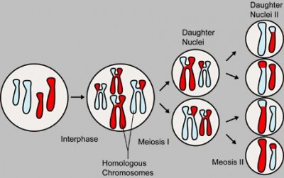 Meiosis.jpg