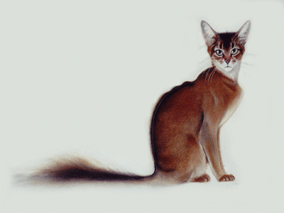 foxcat.gif