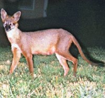 foxcat3.jpg