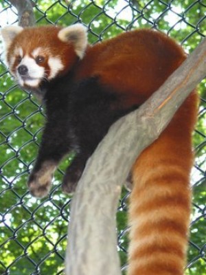 red_panda1.jpg