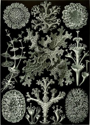 440px-Haeckel_Lichenes.jpg